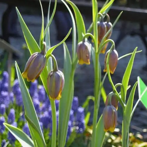 Fritillaria Uva-Vulpis - Vossendruif