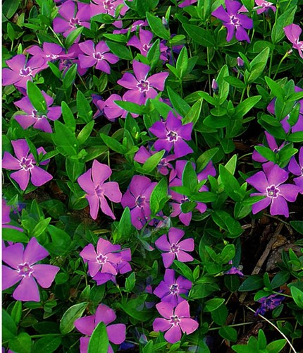 Paarse Maagdenpalm Atropurpurea - Vinca minor (Sixpack)