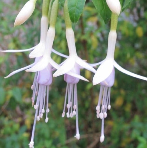 Fuchsia Magellanica Alba - Bellenplant (Sixpack)