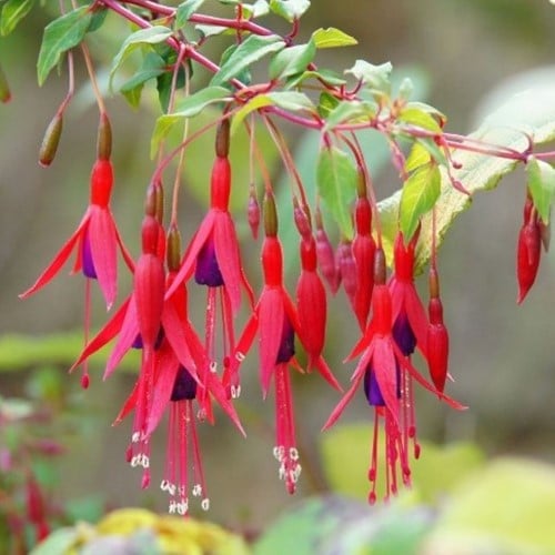 Fuchsia magellanica Riccartonii - Bellenplant (Sixpack)