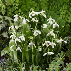 Sneeuwklokjes Elwesii - Galanthus (Grootverpakking)