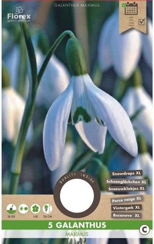 Galanthus Maximus – Sneeuwklokjes