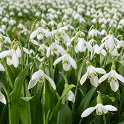 Galanthus woronowii - Glanzend sneeuwklokje (XL-Verpakking)