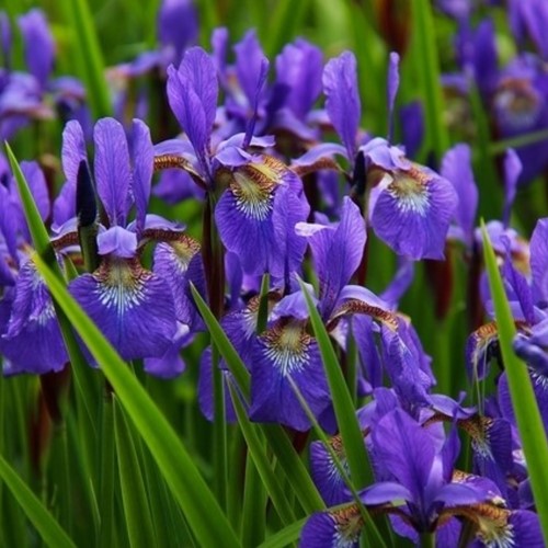 Iris Germanica Alcazar - Baardiris (Driepack)