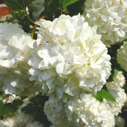 Gelderse Roos Roseum - Viburnum opulus