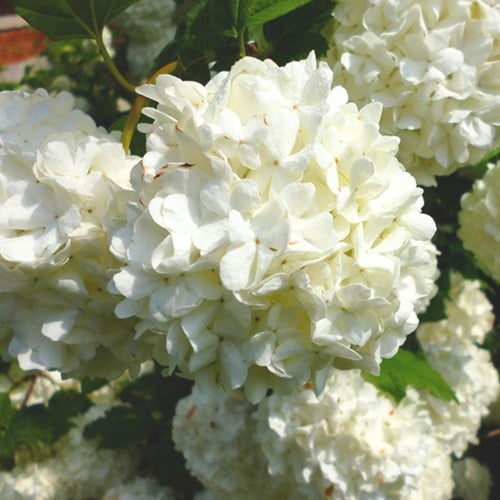 Gelderse Roos Roseum - Viburnum opulus
