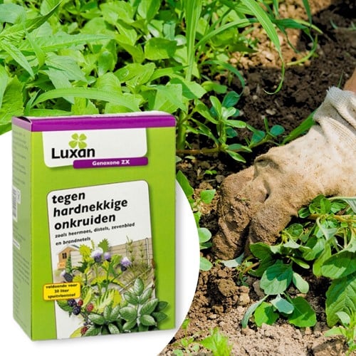 Genoxone ZX tegen hardnekkig onkruid in gazon 250 ml – Luxan (vervangt Primstar & Gazon net)