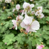 Geranium Cantabrigiense Biokovo - Ooievaarsbek