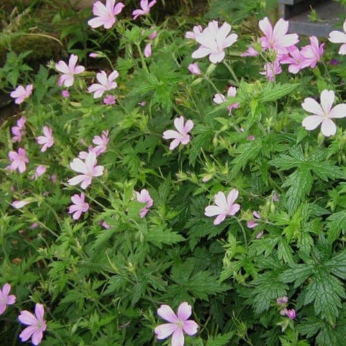 Geranium Endressii - Ooievaarsbek