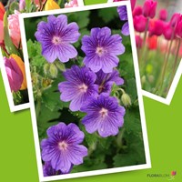 Ooievaarsbek Rozanne - Geranium-3