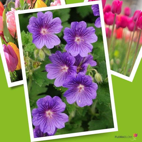 Ooievaarsbek Rozanne - Geranium-3