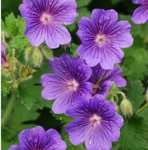 Ooievaarsbek Rozanne - Geranium