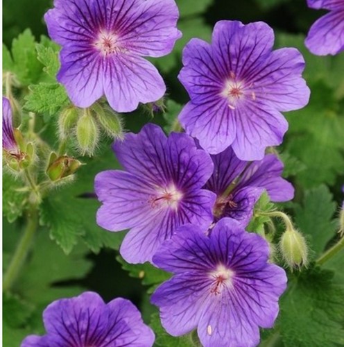 Ooievaarsbek Rozanne - Geranium (Sixpack)