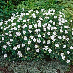 Geranium sanguineum Album - Ooievaarsbek