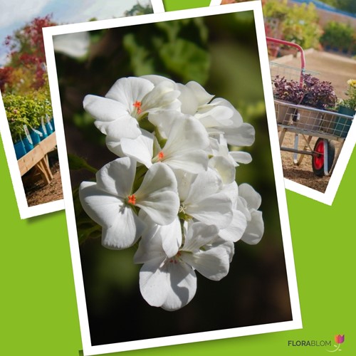 Geranium sanguineum Album - Ooievaarsbek (Sixpack)