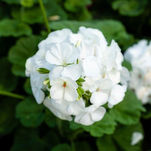 Geranium sanguineum Album - Ooievaarsbek