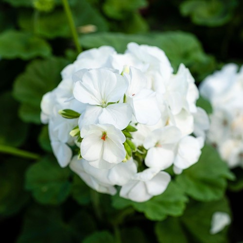Geranium sanguineum Album - Ooievaarsbek (Sixpack)