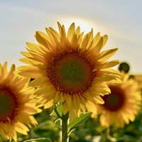 Zonnebloem zakjes persoonlijk bedrukt - 1.000 stuks-3