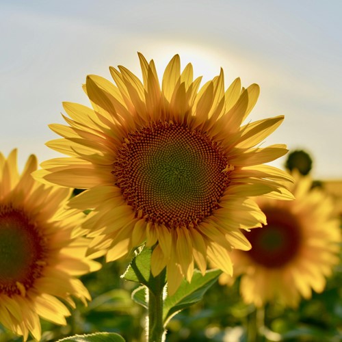 Zonnebloem zakjes persoonlijk bedrukt - 100 stuks-3