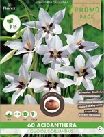 Abessijnse Gladiool - Acidanthera-2