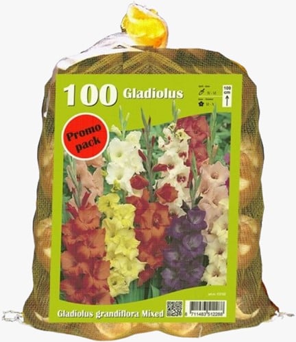 Gladiolen Grootbloemig (Voordeelzak)