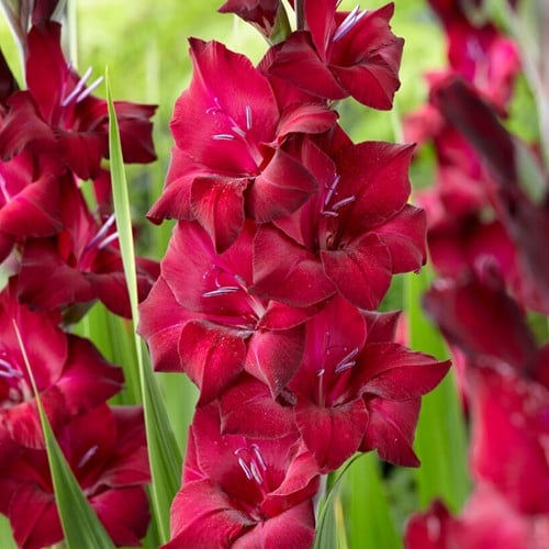 Gladiolus Black Star - Gladiolen