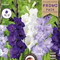 Gladiolus Bolero Mix - Gladiool-2