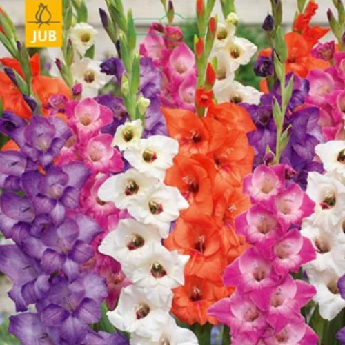 Gladiolus Glamini© Mixed - Zwaardlelie