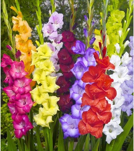 Gladiolen Mix (Grootverpakking) - Gladiolus