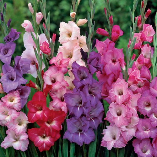 Gladiolus multiflora paars mix - Gladiolen