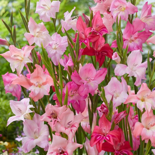 Gladiolus nanus mix - Gladiolen mini