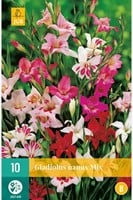 Gladiolus nanus mix - Gladiolen mini-2