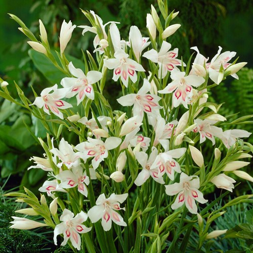 Gladiolen Nymph - Zwaaardlelie, Gladiolus