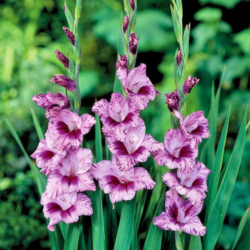 Gladiool Passos - Gladiolus