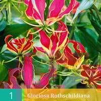 Prachtlelie - Gloriosa rothschildiana