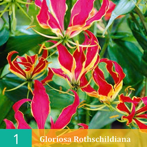 Prachtlelie - Gloriosa rothschildiana