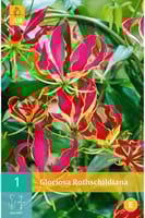 Prachtlelie - Gloriosa rothschildiana-2