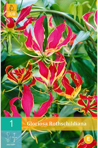 Prachtlelie - Gloriosa rothschildiana-2