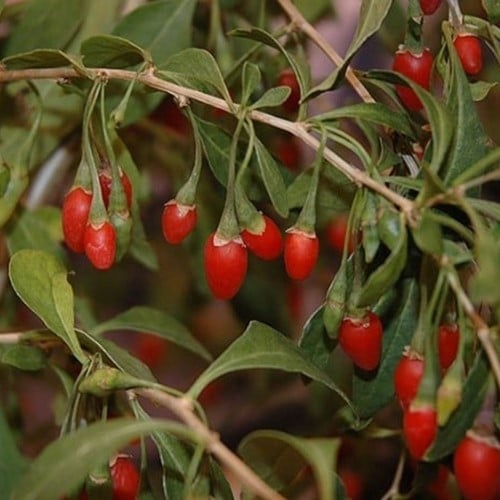 Lycium barbarum – Gojibes of Boksdoorn