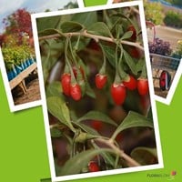 Lycium barbarum - Gojibes of Boksdoorn (Sixpack)-3