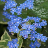 Kaukasische Vergeet-mij-niet Jack Frost - Brunnera macrophylla-2
