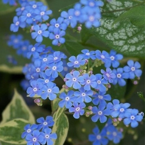Kaukasische Vergeet-mij-niet Jack Frost - Brunnera macrophylla-2