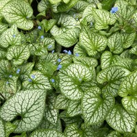 Kaukasische Vergeet-mij-niet Jack Frost - Brunnera macrophylla