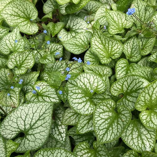 Kaukasische Vergeet-mij-niet Jack Frost - Brunnera macrophylla