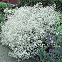 Gypsophila Perfecta - Gipskruid paniculata