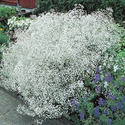 Gypsophila Perfecta - Gipskruid paniculata
