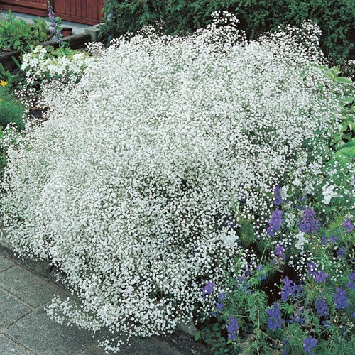 Gypsophila Perfecta - Gipskruid paniculata