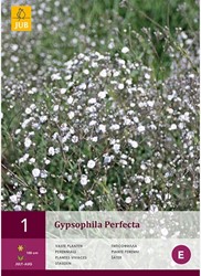 Gypsophila Perfecta - Gipskruid