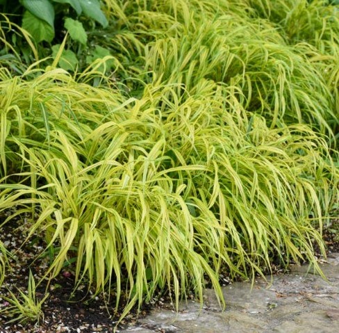 Hakonechloa macra Aureola –  Japans siergras