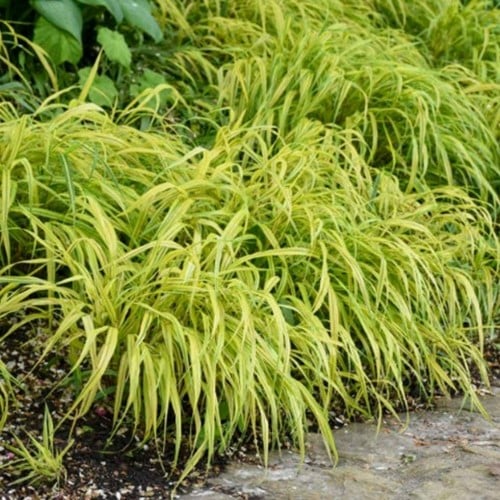 Hakonechloa macra Aureola –  Japans siergras